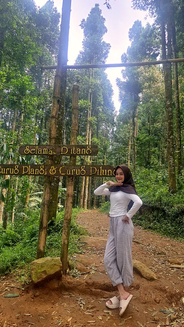 Jalur hutan pinus menuju Curug Pelangi dan Curug Pilung