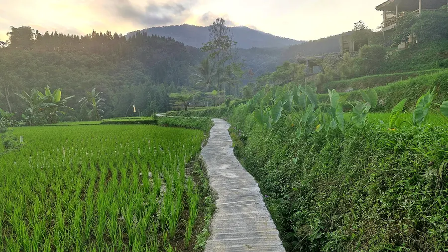 Jalan setapak di tengah sawah menuju Lembah Manglid