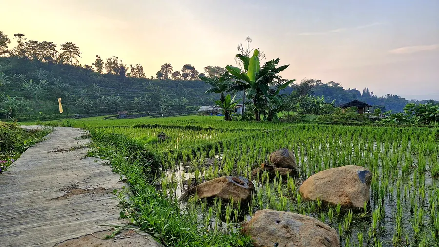 Sawah dan bebatuan menjelang senja