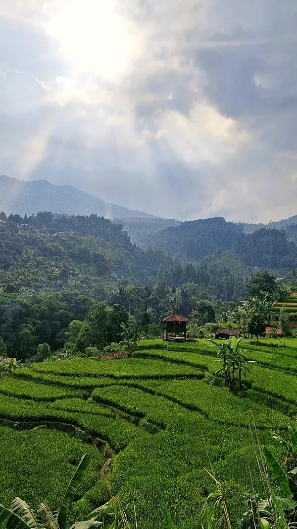 Sawah terasering Kampung Manglid