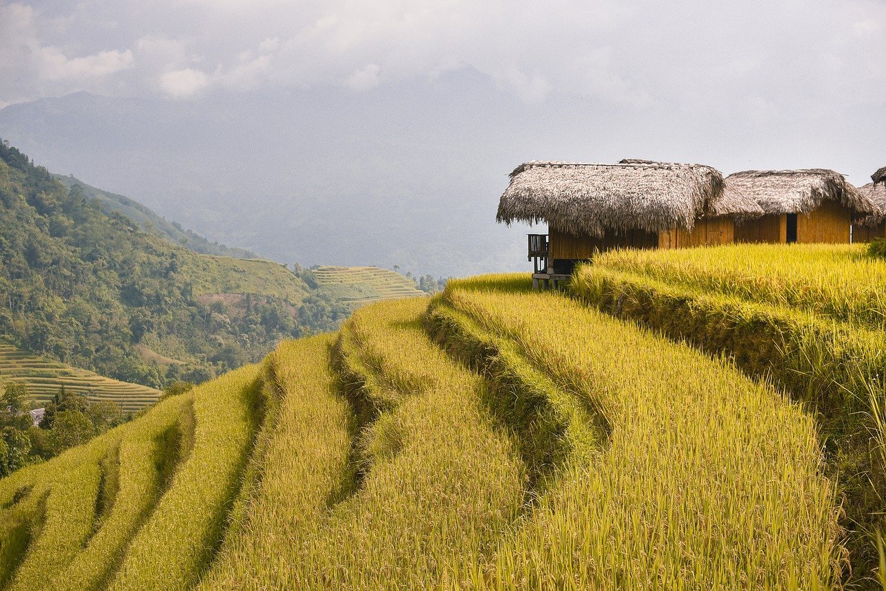 terraces, rice fields, paddy-7878191.jpg