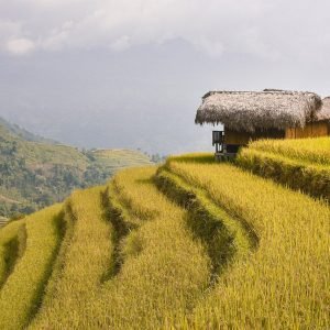 terraces, rice fields, paddy-7878191.jpg